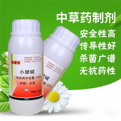 生物農藥潰腐靈 草莓枯黃萎病的綠色克星與技術研發前沿